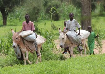 Récolte de fourrage pour nourrir les animaux (bassin arachidier, Sénégal) @ T. Brévault (Cirad)