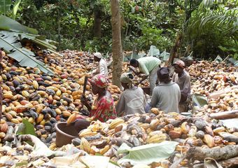 Aire d'écabossage du cacao en Côte d'Ivoire @ R. Babin (Cirad)