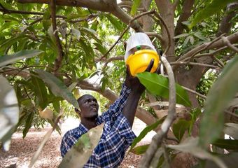 Comptages des mouches des fruits piègées dans des manguiers de la zone des Niayes (Sénégal) @ R. Belmin (Cirad)
