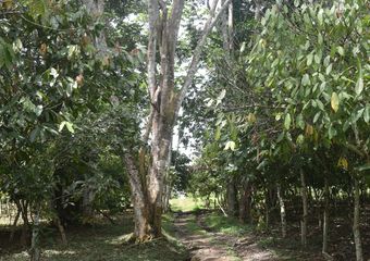 Plantation agroforestière de cacao en Côte d'Ivoire @ R. Babin (Cirad)