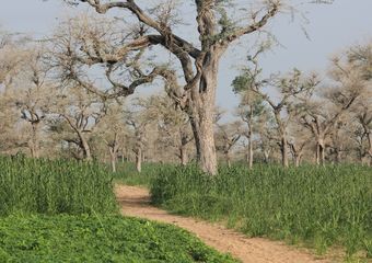 Un paysage de systèmes de culture au milieu des arbres (Faidherbia albida) dans la bassin arachidier au Sénégal @ T. Brévault (Cirad)