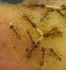 Captures des larves de mouches des fruits par les oecophylles © J.F. Vayssières (Cirad)