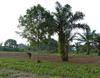 Site maraicher vers Cotonou © P. Marnotte (Cirad)