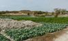 Horticulture in the Niayes (Senegal) © P. Marnotte (CIRAD)