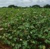 Cotton plot, Mali