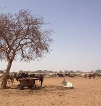 Landscape in Senegal © Mariama Diallo (UGB St Louis Senegal)