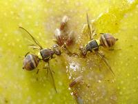 Bactroceras mouche des fruits © J.F. Vayssières (Cirad)