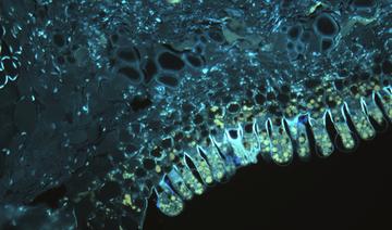 Section longitudinale d'une feuille de cotonnier montrant un nectaire bilobé contenant des trichomes glandulaires © Christelle Baptiste (Cirad - UMR AGAP)