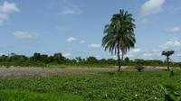 Landscape in northwestern Benin © P. Marnotte