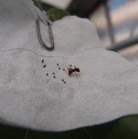 Déprédation par des fourmis d'un proie sentinelle des oeufs de ravageur de coton Spodoptera littoralis © Llandres Ana L (Cirad-Aïda)