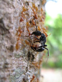 Pachycondyla ant killed by weaver ants © J.F. Vayssières (CIRAD/IITA)