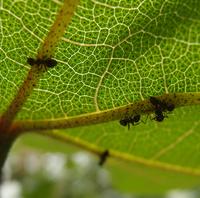 Ants looking for nectar on the extra-floral nectaries on the underside of a cotton leaf © Ana L Llandres (CIRAD-AIDA)