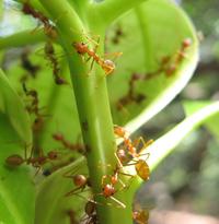 Oecophylla ants nests on mango © J.F. Vayssières (CIRAD/IITA)