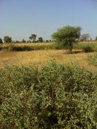Grassland with trees (Senegal) © V. Soti (CIRAD)